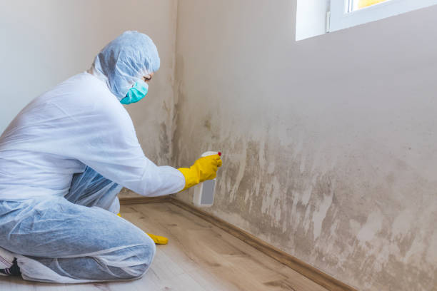 Licensed Mold Inspection service in Decatur, MI - WQB Mold Removal